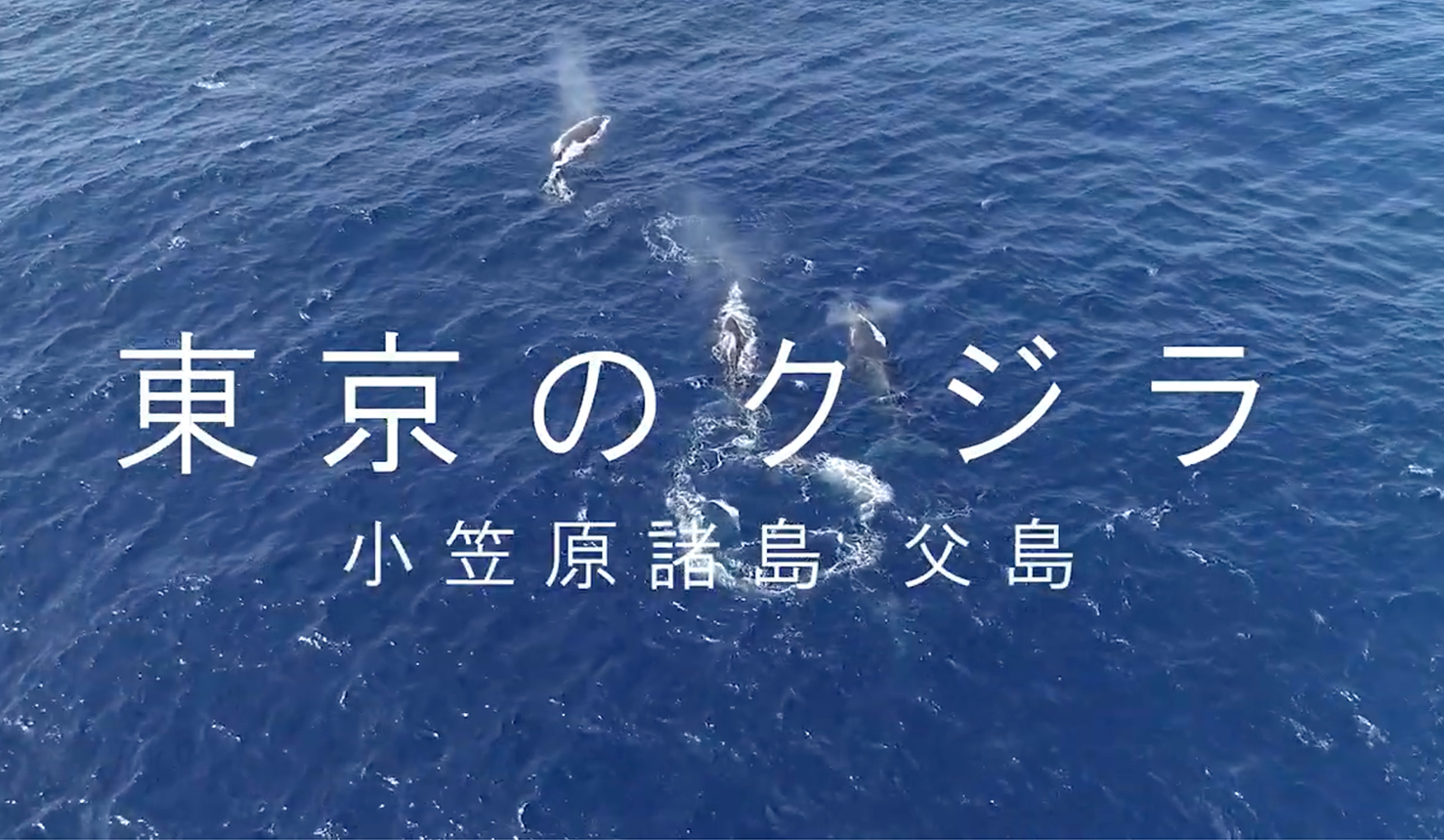 東京のクジラ（小笠原諸島 父島）
