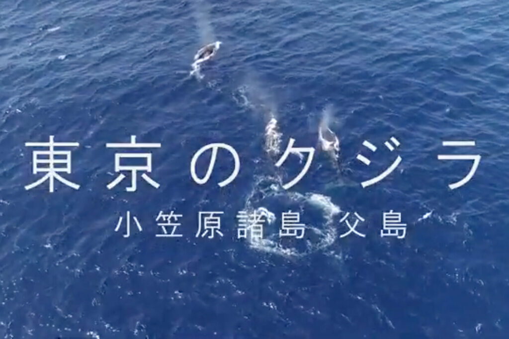 東京のクジラ（小笠原諸島 父島）